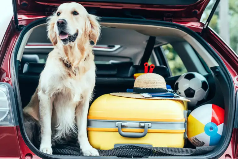 Can My Dog Ride Safely in the Travel Trailer?